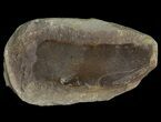 Fossil Neuropteris Seed Fern Leaf (Pos/Neg) - Mazon Creek #70408-2